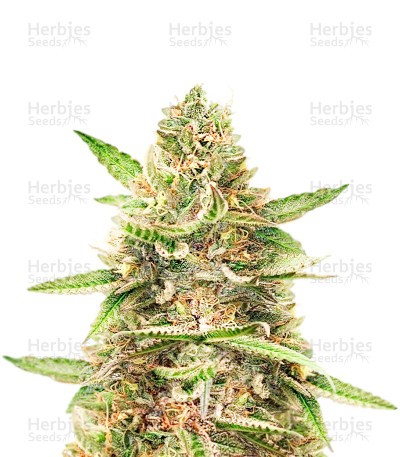 Harlequin CBD 2:1 Seeds