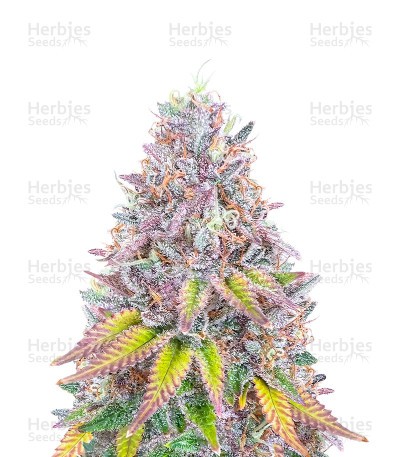 Hawaii x Purple Skunk (Herbies Seeds)