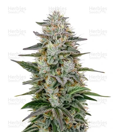 Hawaiian Snow Seeds