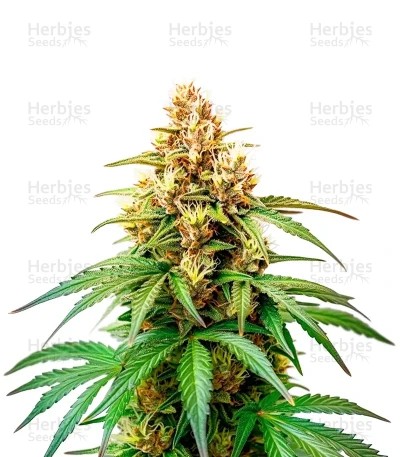 Hellfire OG Seeds