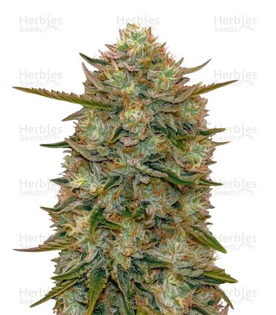 Highcloudz Auto Seeds