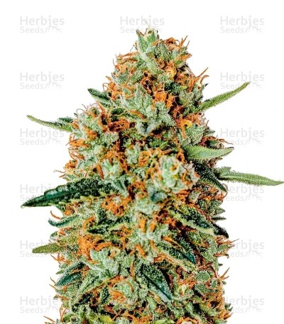 Himalaya Gold Seeds