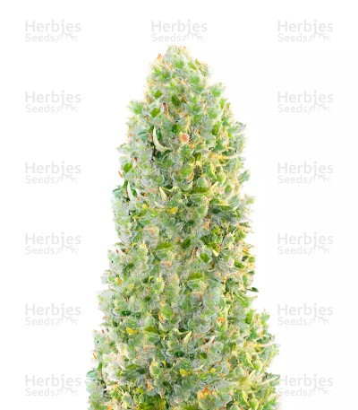 Hindu Kush Autoflower (Herbies Seeds)