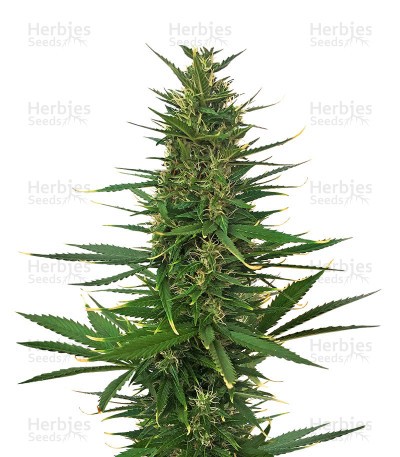 Hindu Kush Automatic Seeds