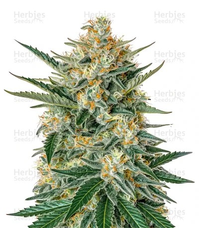 Holy Punch Seeds