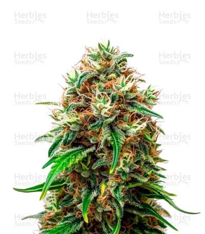 Honey Cream Fast Seeds (Royal Queen Seeds)