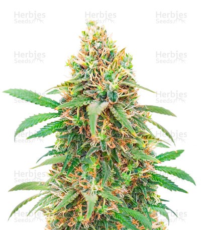 I'm Alive Seeds (AlphaFem Seeds)