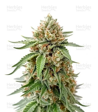 Ice Cream Haze Seeds