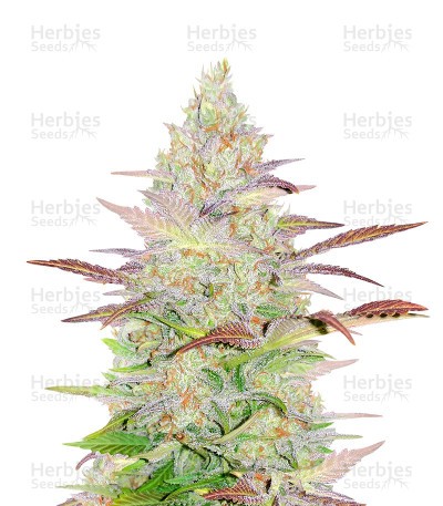 Jack Herer (Herbies Seeds)