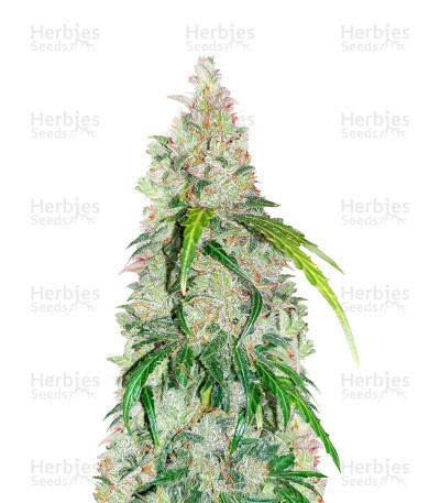 Jack Herer Autoflower (Herbies Seeds)