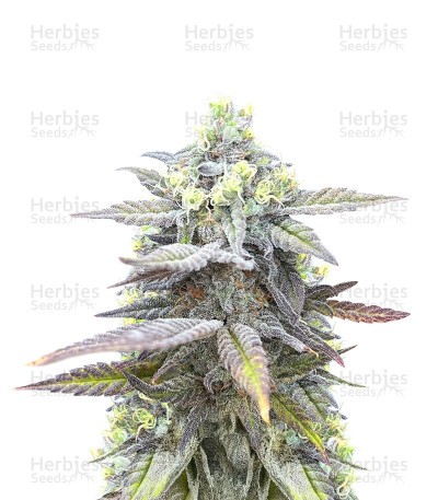 Jack Herer Fast Version (Herbies Seeds)