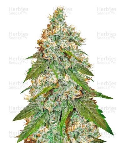 Jack Herer Seeds (Sensi Seeds)