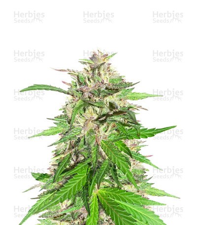Jealousy Kush Seeds (Seedkeepers)