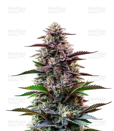 Jokerz Seeds