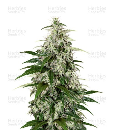 Kalashnikova Auto Seeds