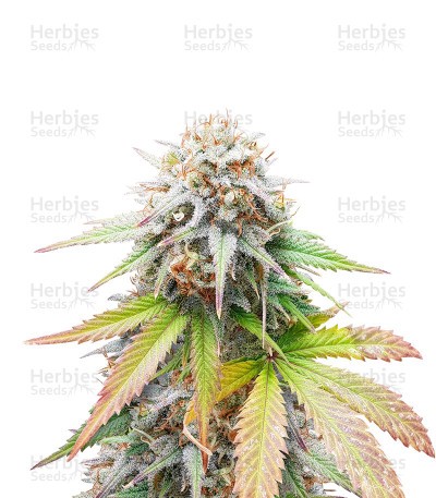 Keep Frosted Guava Seeds (Seedkeepers)