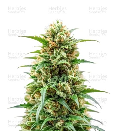 Kerosene Krash Auto Seeds