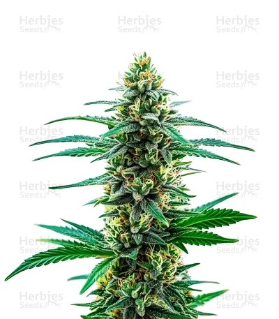 Khalifa Kush Seeds