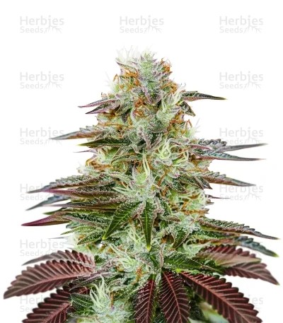 King’s Kush Auto Seeds