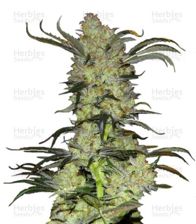 King’s Kush Seeds