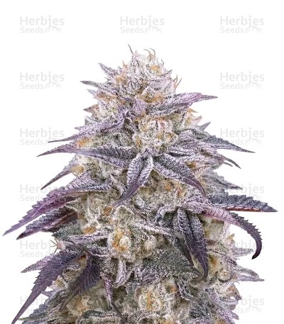 King's Juice Auto Seeds (Green House Seeds)