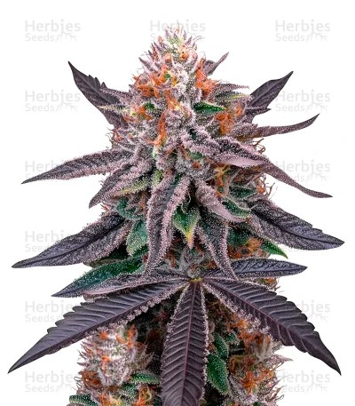 King's Juice Seeds