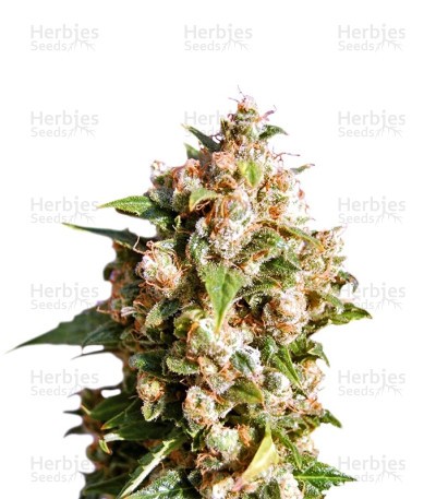Kiss Seeds