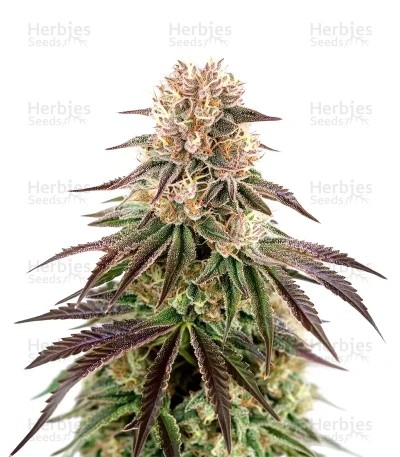 Kong's Krush Seeds (Green House Seeds)