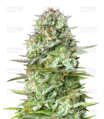 Kosher Cake Auto Seeds