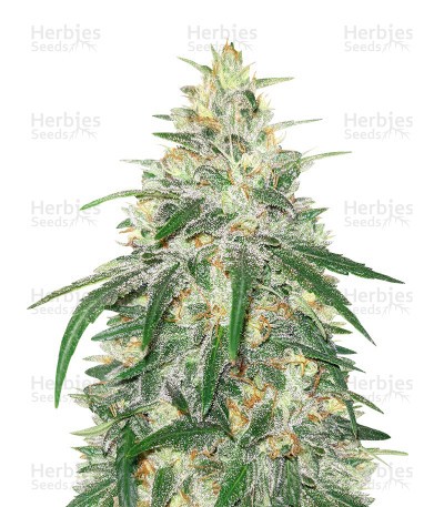 Kosher Kush (Herbies Seeds)