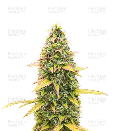 Kosher Kush 66 Seeds (EGS)