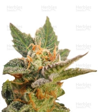 Kritic Auto Seeds