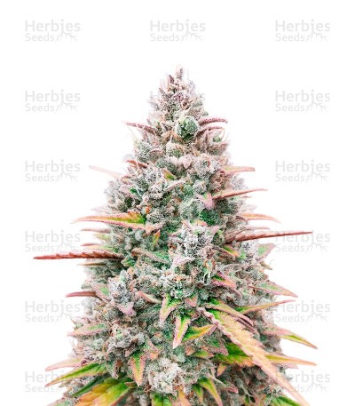 Kush Mints (Herbies Seeds)