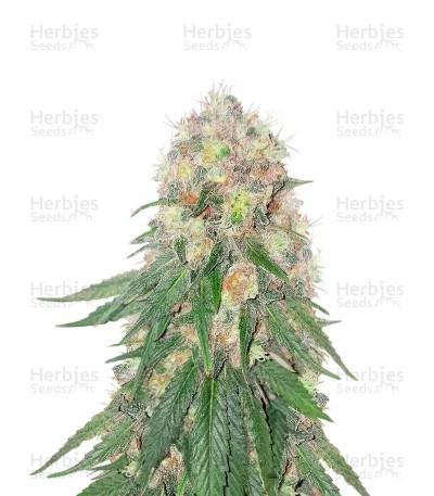 Kush Mints Fast Version Seeds (Seedkeepers)