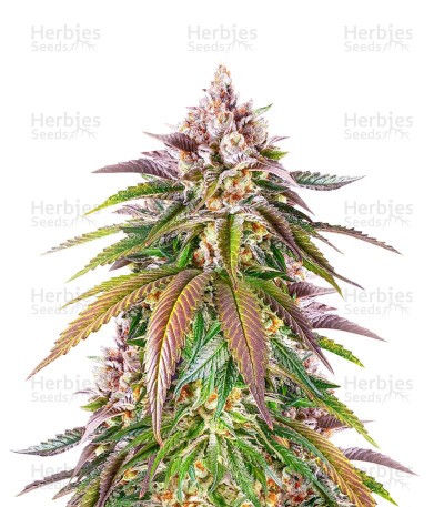Kush Mintz Seeds (Barney’s Farm)