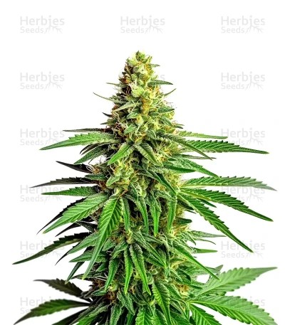 Kyle’s Cherry AK 47 Seeds
