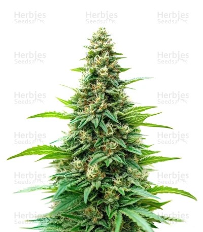 Kyle’s Skywalker OG Seeds