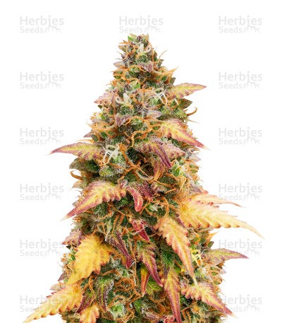 LSD Autoflower (Herbies Seeds)