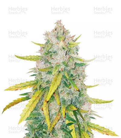 LSD Seeds (Barney's Farm)