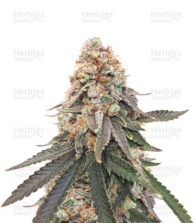 LSD Seeds
