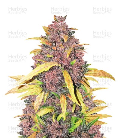 LSD-25 Auto Seeds