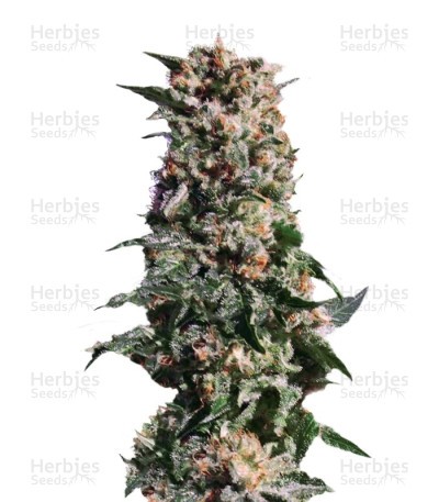 La Blanca Seeds