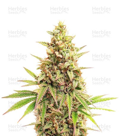 Legendary OG Punch (Legendary Punch) Seeds