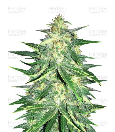 Lemon AK Auto Seeds