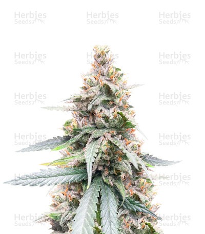 Lemon Haze Fast Version (Herbies Seeds)