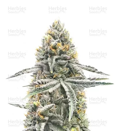 Lemon Jack Seeds (Seedkeepers)