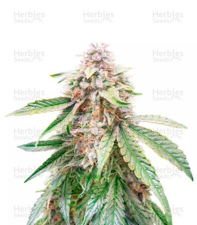 Lemon Kush (Herbies Seeds)