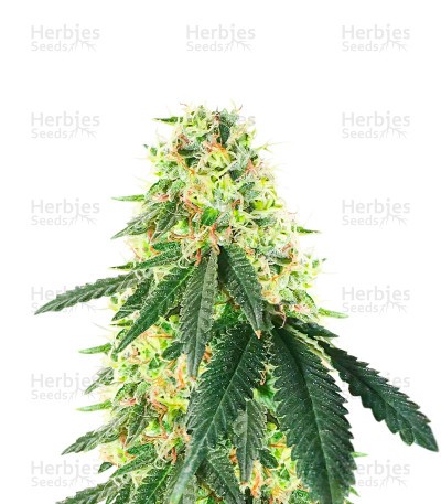 Lemon OG Seeds (AlphaFem Seeds)