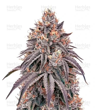 Lemon Orange Seeds (Green House Seeds)