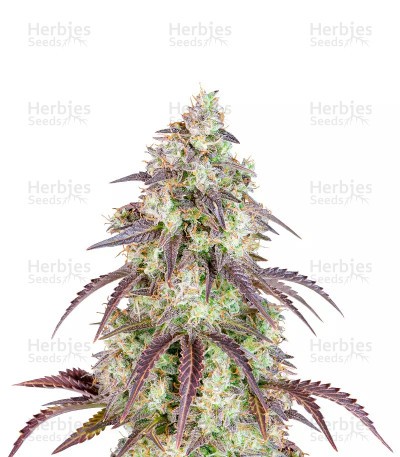 Lemon Pie Auto Seeds